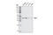 Wwp3 antibody, 3507S, Cell Signaling Technology, Western Blot image 