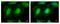 Eukaryotic Translation Initiation Factor 3 Subunit K antibody, NBP1-31285, Novus Biologicals, Immunofluorescence image 