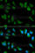 Interleukin 1 Receptor Antagonist antibody, A2088, ABclonal Technology, Immunofluorescence image 