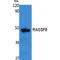 Ras Association Domain Family Member 8 antibody, LS-C386864, Lifespan Biosciences, Western Blot image 