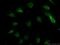 Family With Sequence Similarity 131 Member B antibody, 26498-1-AP, Proteintech Group, Immunofluorescence image 