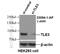 Transducin-like enhancer protein 3 antibody, 22094-1-AP, Proteintech Group, Western Blot image 