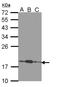 COMM Domain Containing 7 antibody, NBP1-31697, Novus Biologicals, Western Blot image 