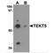 Tektin 5 antibody, MBS151073, MyBioSource, Western Blot image 