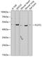 Flotillin 2 antibody, GTX33201, GeneTex, Western Blot image 