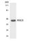 Protein Kinase X-Linked antibody, LS-B12498, Lifespan Biosciences, Western Blot image 