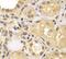 Aryl Hydrocarbon Receptor Nuclear Translocator 2 antibody, FNab00595, FineTest, Immunohistochemistry frozen image 