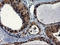 CCR4-NOT Transcription Complex Subunit 4 antibody, LS-C175152, Lifespan Biosciences, Immunohistochemistry frozen image 