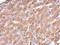 Citrate Synthase antibody, NBP2-43649, Novus Biologicals, Immunohistochemistry paraffin image 