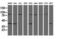 Crystallin Zeta Like 1 antibody, M16122, Boster Biological Technology, Western Blot image 