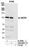 SMCR8-C9orf72 Complex Subunit antibody, A304-694A, Bethyl Labs, Immunoprecipitation image 
