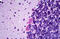 Cdc42 Guanine Nucleotide Exchange Factor 9 antibody, MBS243291, MyBioSource, Immunohistochemistry frozen image 