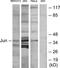 Jun Proto-Oncogene, AP-1 Transcription Factor Subunit antibody, TA326199, Origene, Western Blot image 