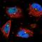 Zinc Finger Protein 274 antibody, NBP1-80597, Novus Biologicals, Immunofluorescence image 