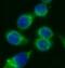 CD14 antibody, FNab01426, FineTest, Immunofluorescence image 