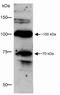 DISC1 Scaffold Protein antibody, 40-6900, Invitrogen Antibodies, Western Blot image 
