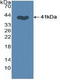 S-Phase Kinase Associated Protein 2 antibody, LS-C373039, Lifespan Biosciences, Western Blot image 