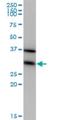 Eukaryotic Translation Elongation Factor 1 Beta 2 antibody, H00001933-M10, Novus Biologicals, Western Blot image 