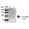 Unc-51 Like Autophagy Activating Kinase 1 antibody, PA5-77810, Invitrogen Antibodies, Western Blot image 