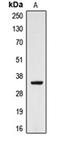 Cytochrome B5 Reductase 3 antibody, orb213848, Biorbyt, Western Blot image 