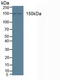 1-phosphatidylinositol-4,5-bisphosphate phosphodiesterase beta-3 antibody, MBS2032386, MyBioSource, Western Blot image 