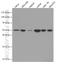 Septin 7 antibody, 66542-1-Ig, Proteintech Group, Western Blot image 