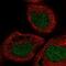 Lysine Demethylase 1B antibody, NBP1-90148, Novus Biologicals, Immunofluorescence image 