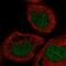Lysine-specific histone demethylase 1B antibody, NBP1-90148, Novus Biologicals, Immunofluorescence image 