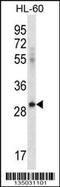 Inducible T Cell Costimulator Ligand antibody, 58-057, ProSci, Western Blot image 