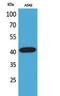 Selectin L antibody, STJ96735, St John