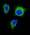 Neurotrophic Receptor Tyrosine Kinase 1 antibody, GTX81329, GeneTex, Immunofluorescence image 