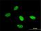Lysine Demethylase 1A antibody, H00023028-M04, Novus Biologicals, Immunofluorescence image 