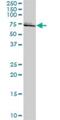 Citrin antibody, H00010165-D01P, Novus Biologicals, Western Blot image 