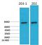 Phosphoinositide-3-Kinase Regulatory Subunit 1 antibody, STJ97522, St John
