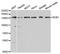 BUB1 Mitotic Checkpoint Serine/Threonine Kinase antibody, A00776-1, Boster Biological Technology, Western Blot image 