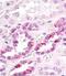 Src Like Adaptor antibody, PA5-23294, Invitrogen Antibodies, Immunohistochemistry frozen image 