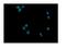 Dynamin 1 Like antibody, A00556-2, Boster Biological Technology, Immunofluorescence image 