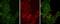 Phosphotyrosine antibody, NBP2-42911, Novus Biologicals, Immunofluorescence image 