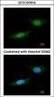 Nemo Like Kinase antibody, GTX107910, GeneTex, Immunocytochemistry image 
