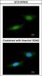 Serine/threonine-protein kinase NLK antibody, GTX107910, GeneTex, Immunocytochemistry image 