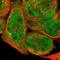 Dehydrogenase/Reductase 1 antibody, PA5-51420, Invitrogen Antibodies, Immunofluorescence image 
