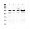 Prominin 1 antibody, GTX12295, GeneTex, Western Blot image 