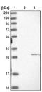 Ribulose-phosphate 3-epimerase antibody, NBP1-86286, Novus Biologicals, Western Blot image 