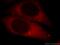 Egl-9 Family Hypoxia Inducible Factor 1 antibody, 20368-1-AP, Proteintech Group, Immunofluorescence image 
