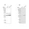 Pyruvate Dehydrogenase E1 Beta Subunit antibody, NBP2-38327, Novus Biologicals, Western Blot image 