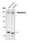 Glutamate Ionotropic Receptor NMDA Type Subunit 2A antibody, PA5-17208, Invitrogen Antibodies, Western Blot image 
