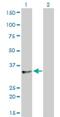 Transformer 2 Beta Homolog antibody, H00006434-M01, Novus Biologicals, Western Blot image 