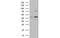 COBW Domain Containing 1 antibody, MBS533331, MyBioSource, Western Blot image 