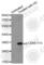 Cyclin Dependent Kinase 6 antibody, AP0326, ABclonal Technology, Western Blot image 