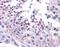 Frizzled Class Receptor 9 antibody, orb89642, Biorbyt, Immunohistochemistry paraffin image 
